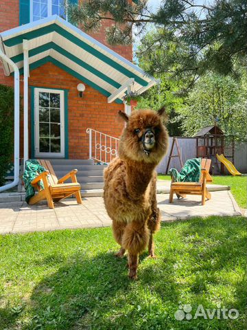 Забронировать квартиру в Поварово (Московская область)